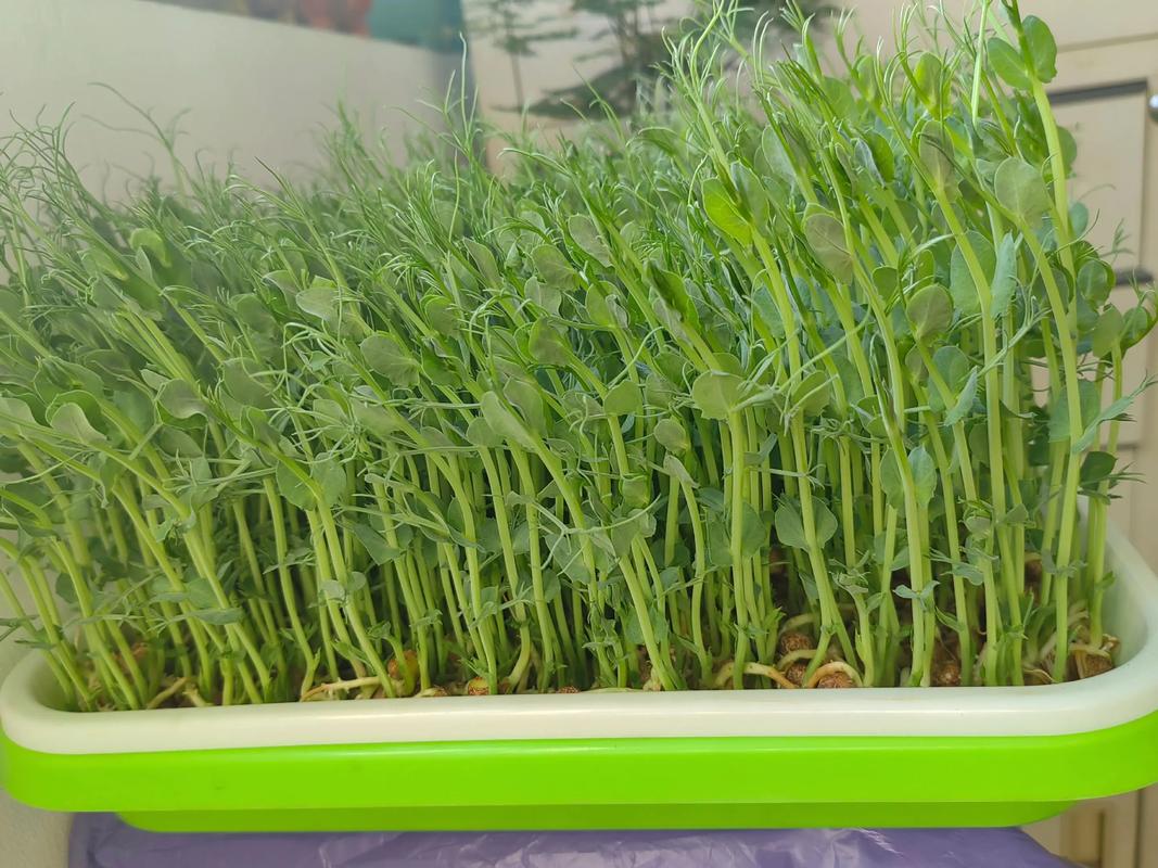 哪些蔬菜适合水培种植？-第2张图片-吾爱花网