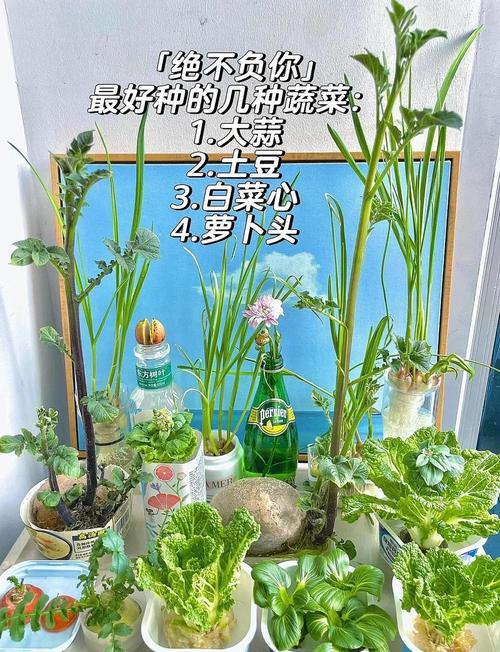 哪些蔬菜适合水培种植？-第1张图片-吾爱花网