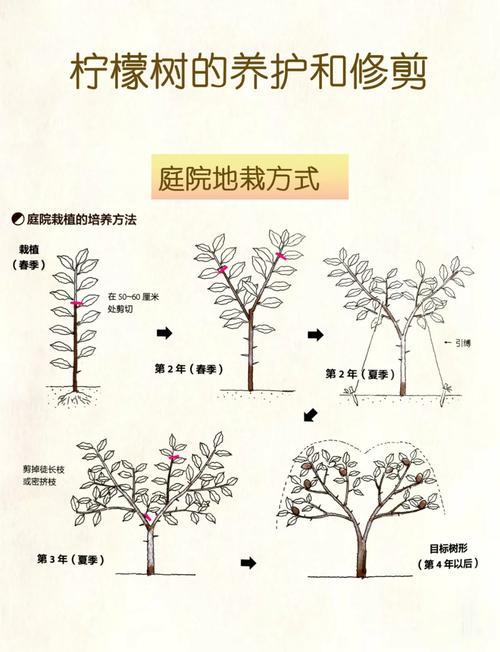 北方盆栽柠檬换盆时间-第1张图片-吾爱花网