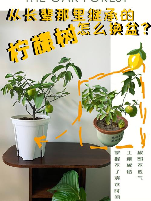 北方盆栽柠檬换盆时间-第2张图片-吾爱花网