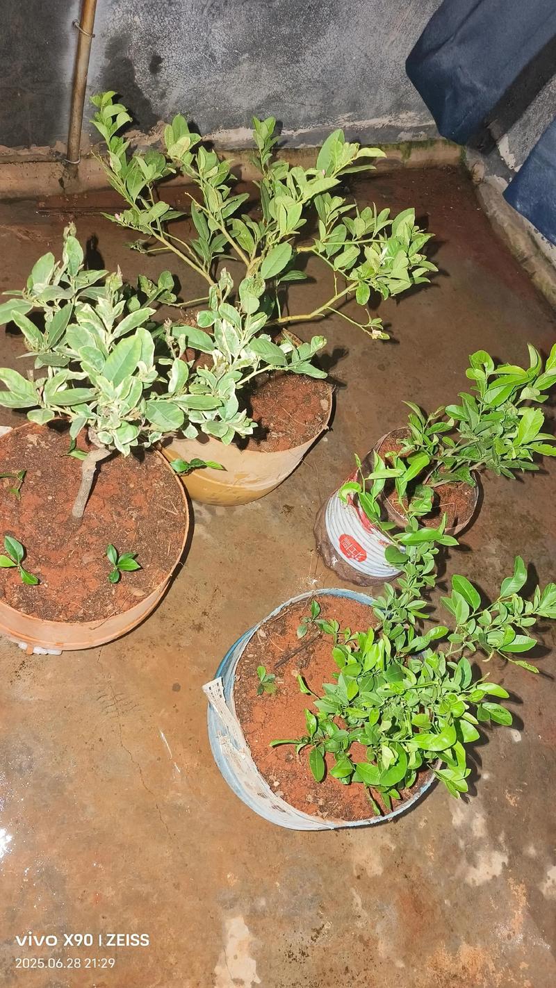 北方盆栽柠檬换盆时间-第3张图片-吾爱花网