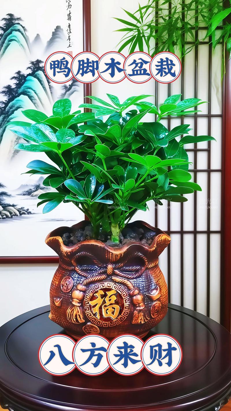 想送男生盆栽送什么好-第1张图片-吾爱花网