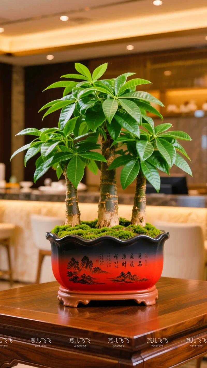 想送男生盆栽送什么好-第3张图片-吾爱花网