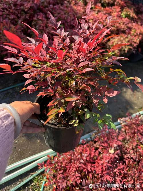 叶子变红的盆栽有什么-第1张图片-吾爱花网