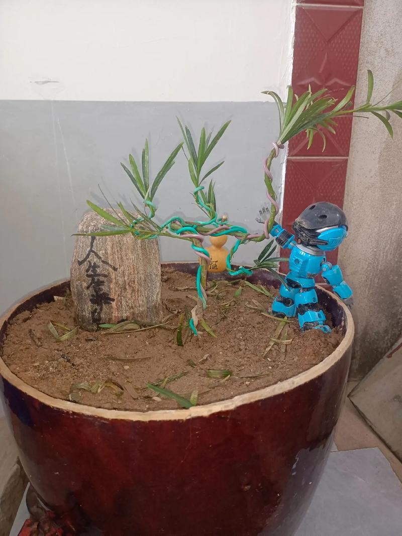 农村有什么可以做盆栽-第1张图片-吾爱花网