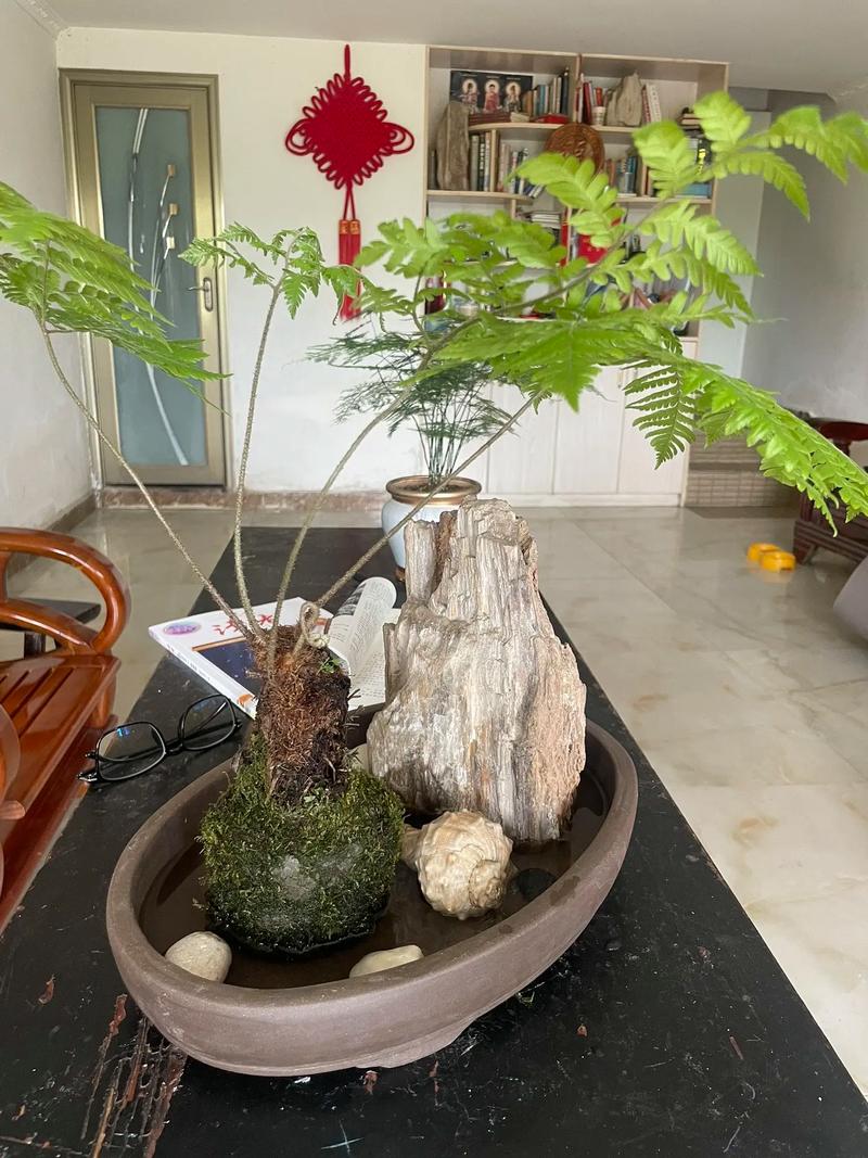 农村有什么可以做盆栽-第2张图片-吾爱花网