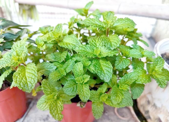 农村有什么可以做盆栽-第3张图片-吾爱花网