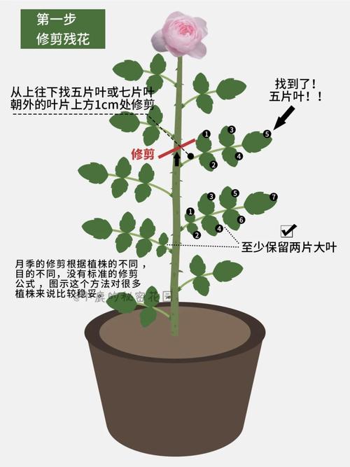 盆栽月季开完花怎么修剪？-第1张图片-吾爱花网