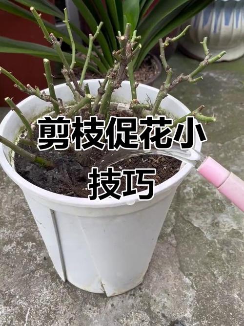 盆栽月季开完花怎么修剪？-第2张图片-吾爱花网