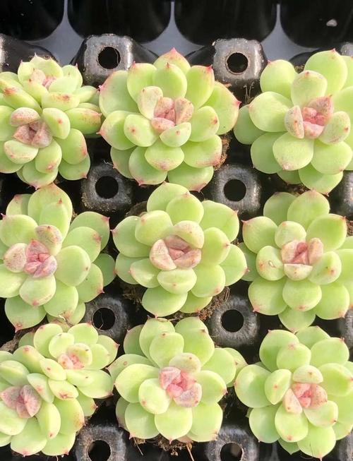 多肉到货没洗根要紧吗-第2张图片-吾爱花网