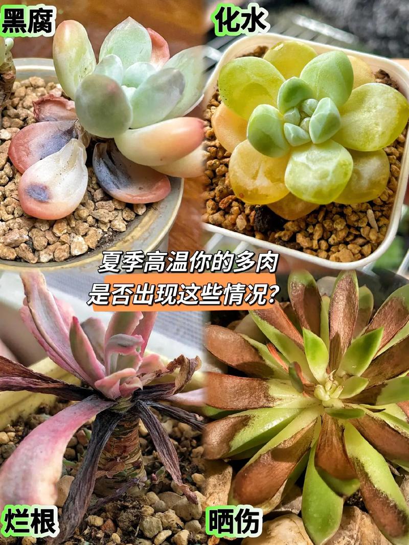 多肉到货没洗根要紧吗-第3张图片-吾爱花网