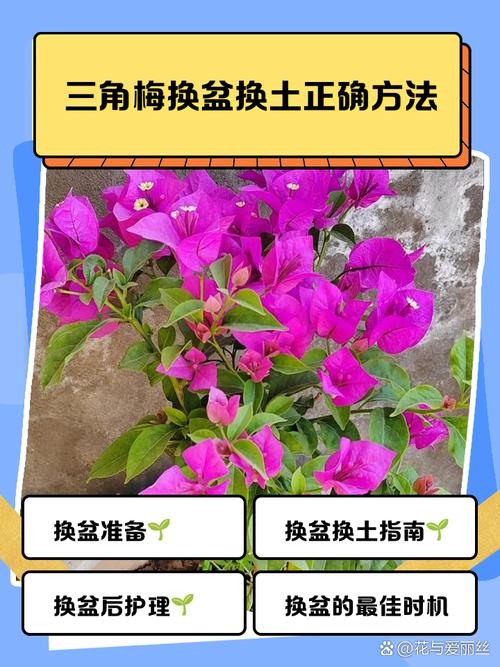 盆栽梅花何时翻盆换土最合适?-第1张图片-吾爱花网 盆栽梅花何时翻盆换土最合适?-第1张图片-吾爱花网