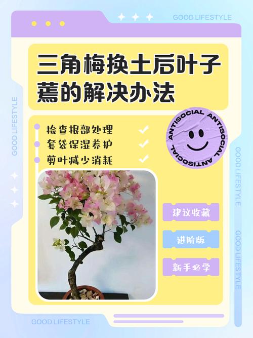 盆栽梅花何时翻盆换土最合适?-第2张图片-吾爱花网 盆栽梅花何时翻盆换土最合适?-第2张图片-吾爱花网