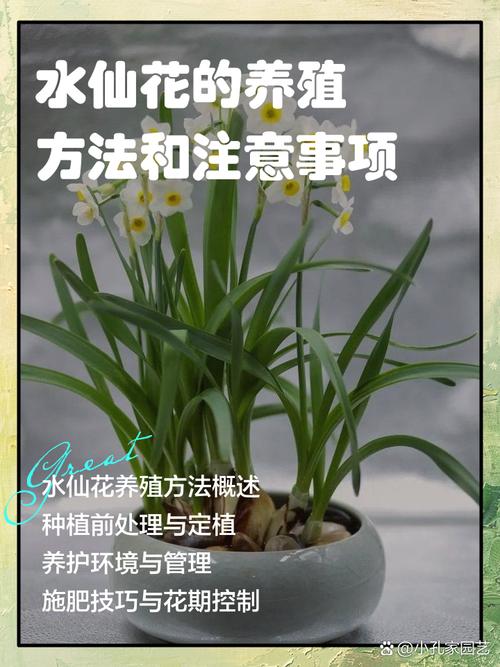 水培花卉的养护管理要点-第2张图片-吾爱花网