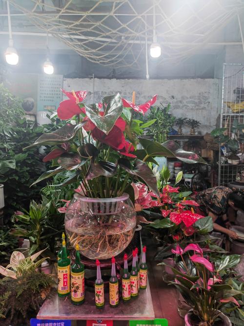 佛山顺德哪里有盆栽卖-第1张图片-吾爱花网