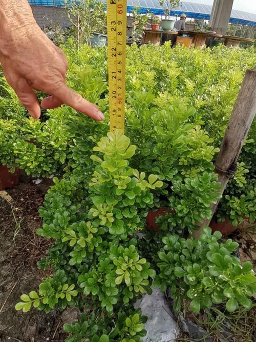 佛山顺德哪里有盆栽卖-第2张图片-吾爱花网