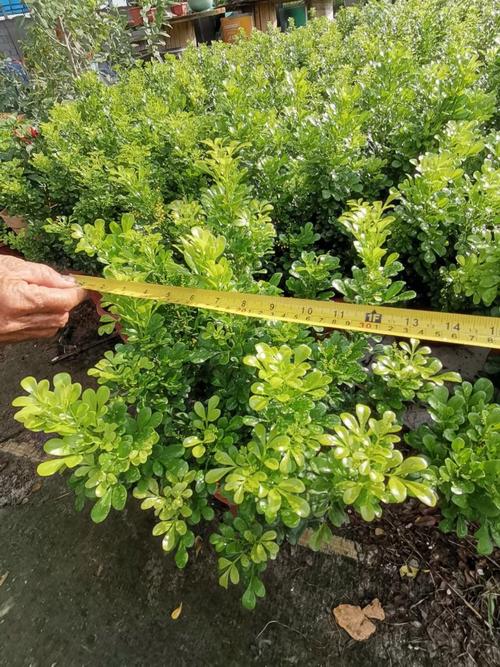 佛山顺德哪里有盆栽卖-第3张图片-吾爱花网