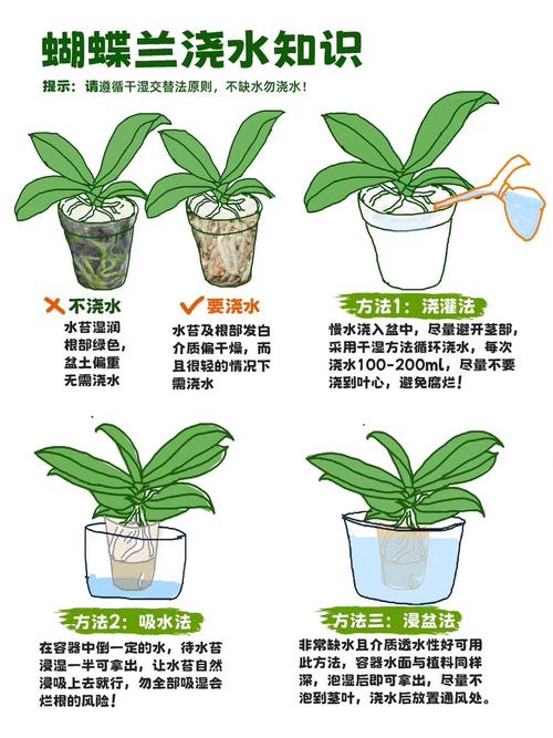水培蝴蝶兰四步骤具体怎么操作？-第1张图片-吾爱花网