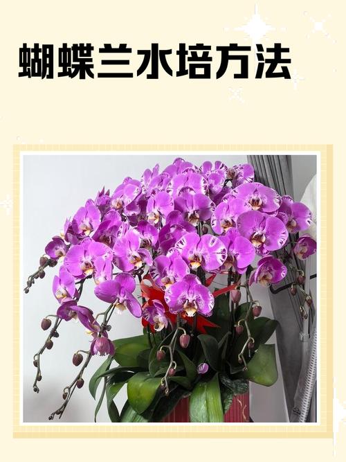 水培蝴蝶兰四步骤具体怎么操作？-第2张图片-吾爱花网