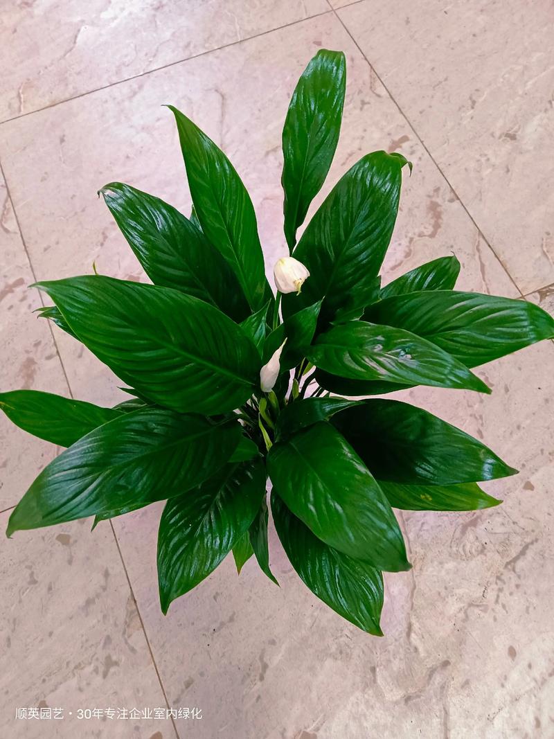 水培一帆风顺怎么养才好？-第1张图片-吾爱花网