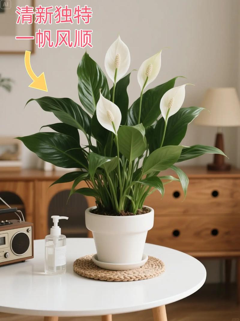 水培一帆风顺怎么养才好？-第3张图片-吾爱花网