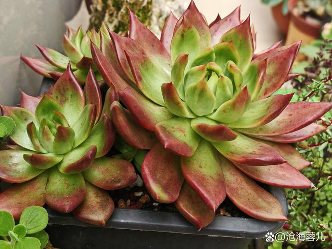 姬将军多肉价格多少钱一株？-第1张图片-吾爱花网