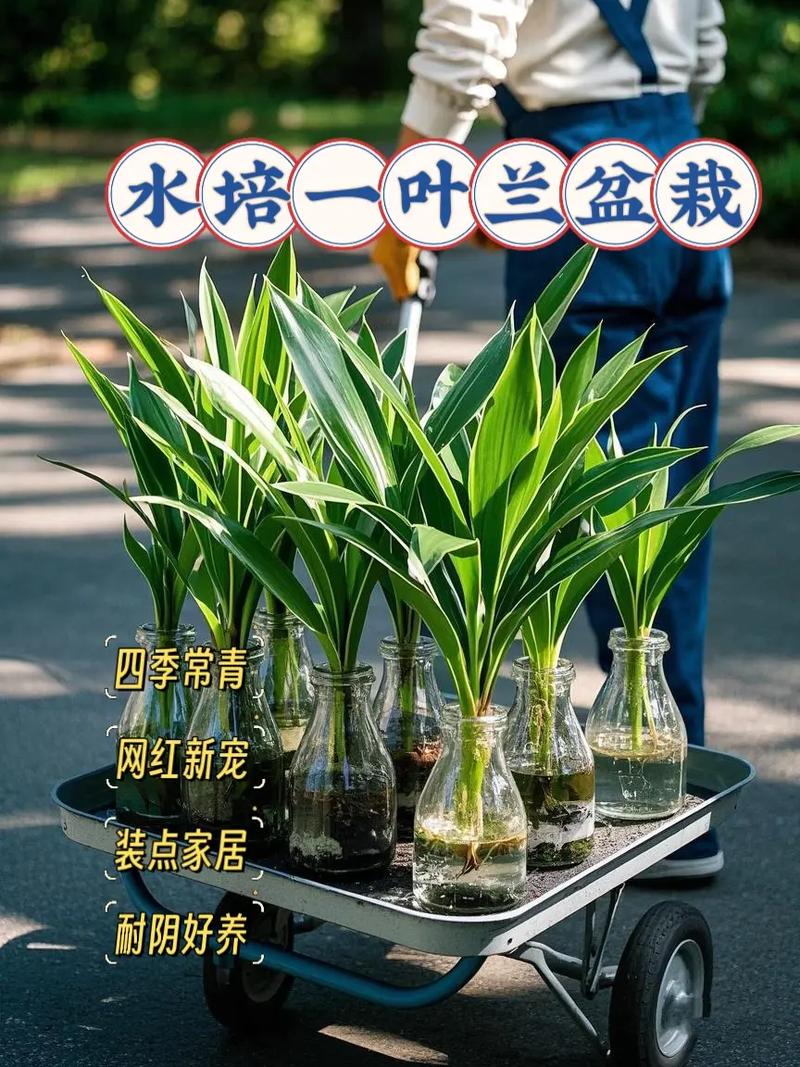 一叶兰水培有何美好寓意？-第1张图片-吾爱花网