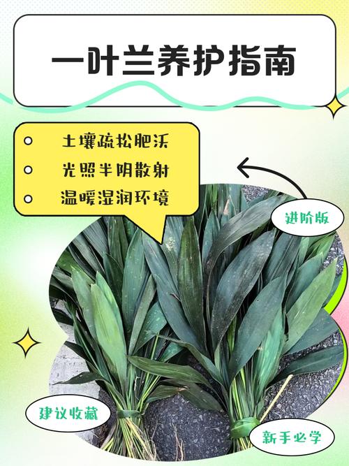 一叶兰水培有何美好寓意？-第2张图片-吾爱花网