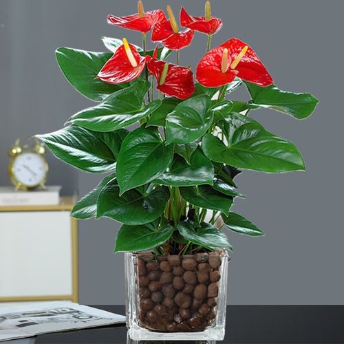 水培红掌营养液加多少合适？-第1张图片-吾爱花网