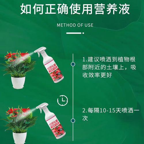 水培红掌营养液加多少合适？-第2张图片-吾爱花网