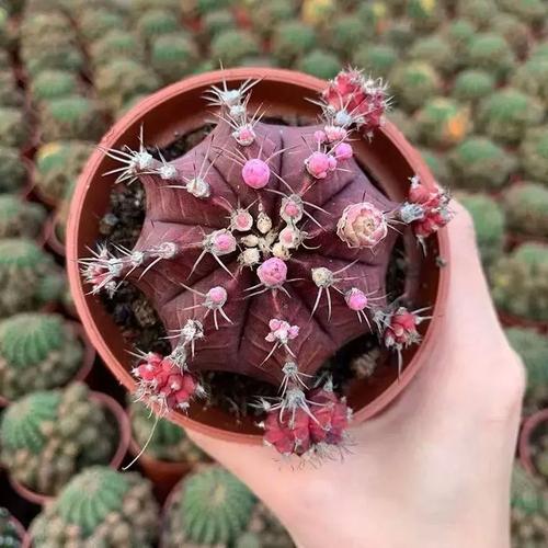 紫牡丹有毒吗？-第2张图片-吾爱花网