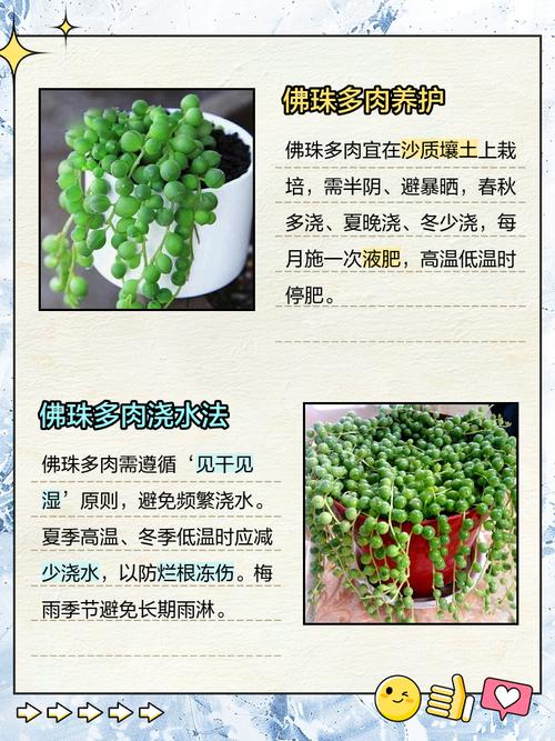 佛珠水养要怎么养才不死？-第1张图片-吾爱花网