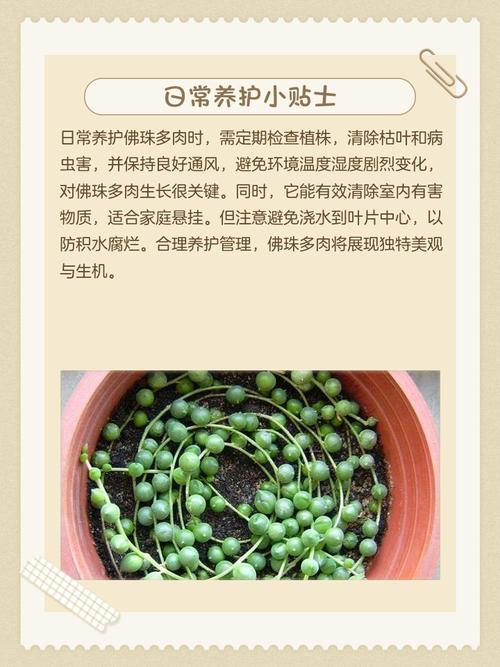 佛珠水养要怎么养才不死？-第3张图片-吾爱花网