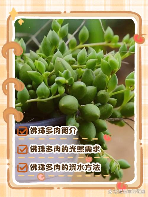 佛珠花如何正确授粉？-第2张图片-吾爱花网