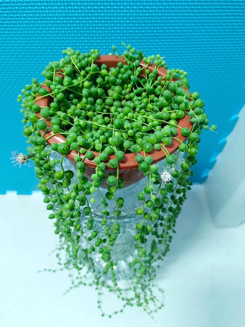 佛珠花如何正确授粉？-第1张图片-吾爱花网