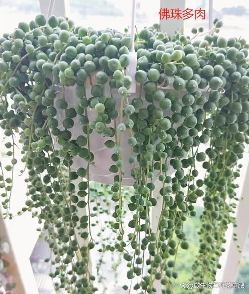 佛珠花如何正确授粉？-第3张图片-吾爱花网