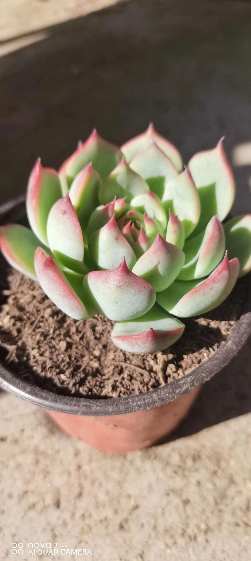 多肉吉娃娃远看究竟像什么？-第2张图片-吾爱花网