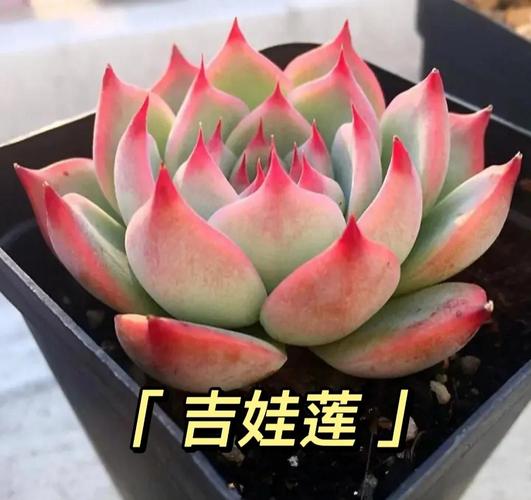 多肉吉娃娃远看究竟像什么？-第3张图片-吾爱花网