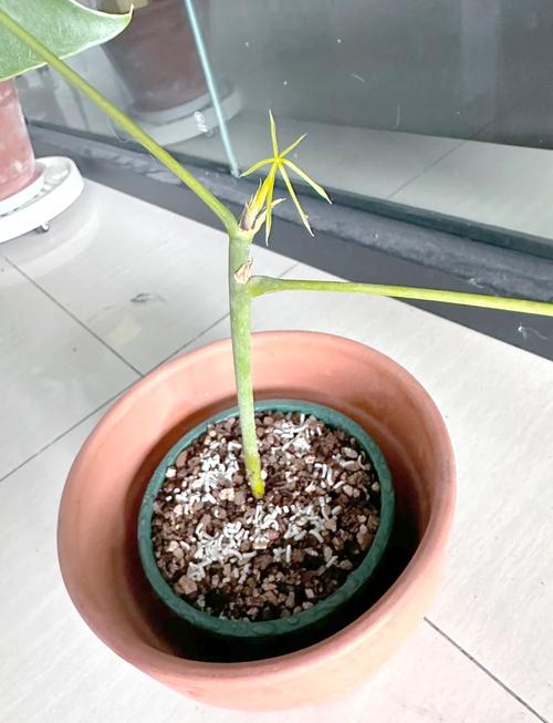 发财树水培烂叶如何处理？-第2张图片-吾爱花网