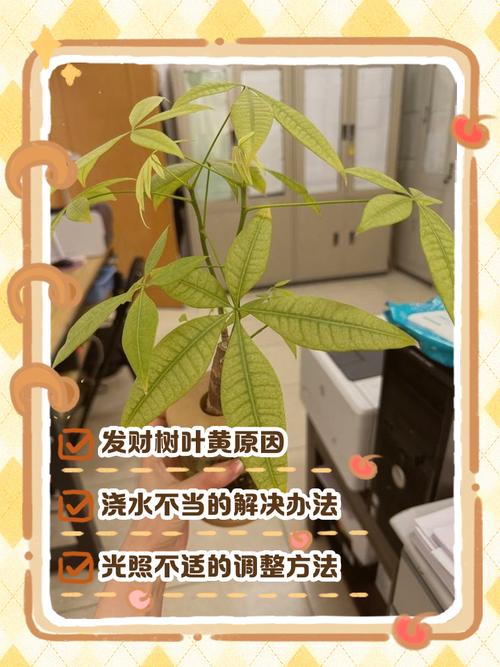 发财树水培烂叶如何处理？-第3张图片-吾爱花网