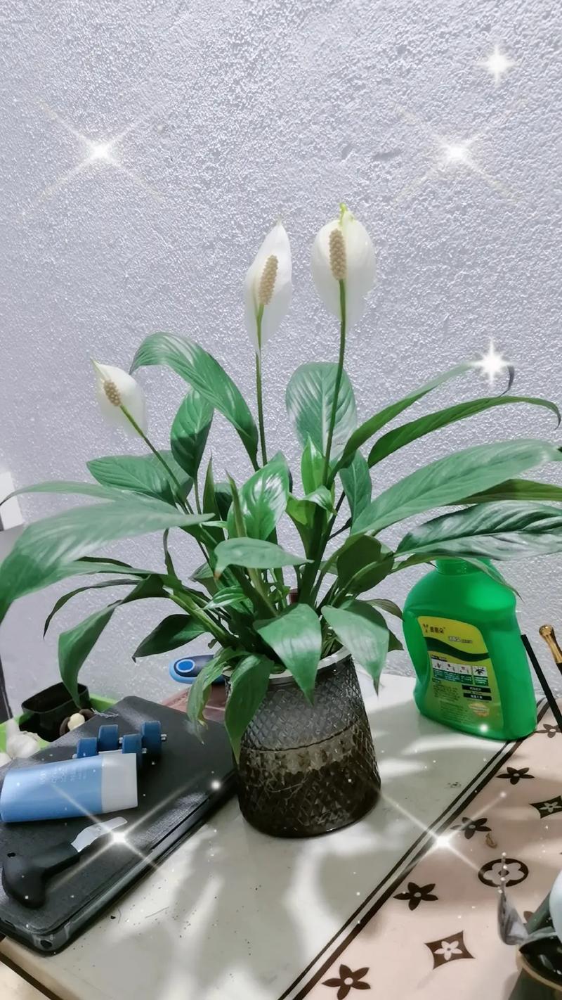 百合花苞水培怎么养才能开好花？-第2张图片-吾爱花网