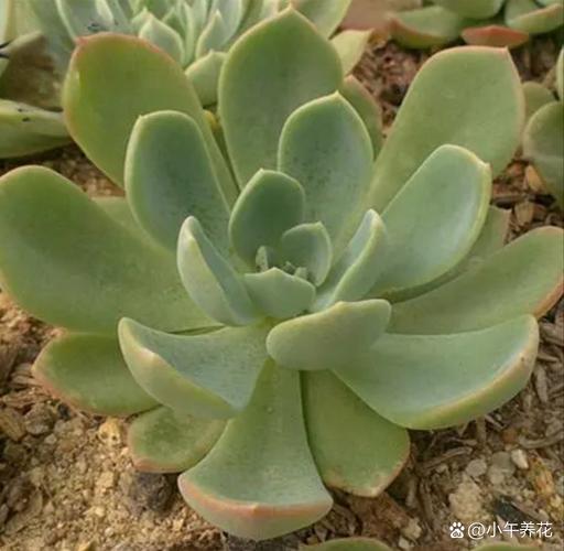 莲花状景天科多肉植物怎么养？-第1张图片-吾爱花网