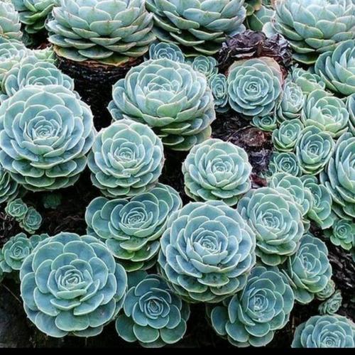 莲花状景天科多肉植物怎么养？-第2张图片-吾爱花网