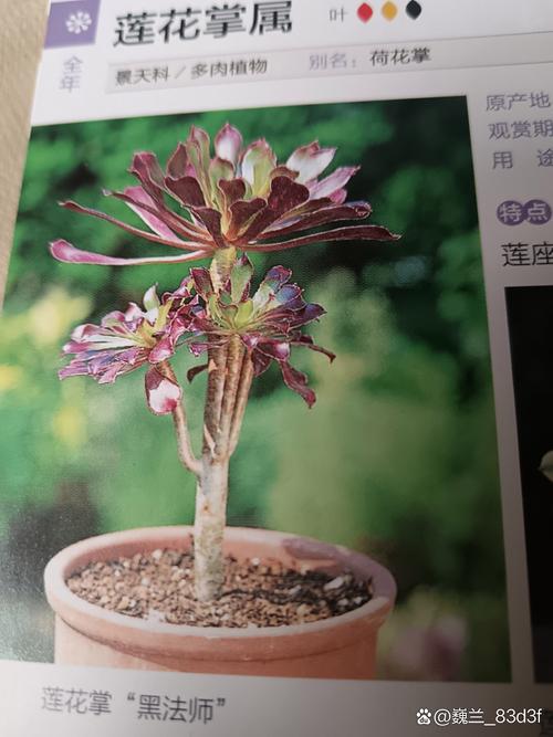 莲花状景天科多肉植物怎么养？-第3张图片-吾爱花网