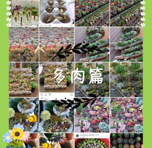 刚到货多肉怎么种？-第1张图片-吾爱花网