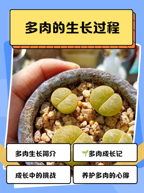 刚到货多肉怎么种？-第3张图片-吾爱花网