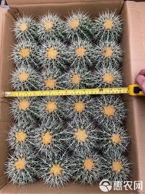 水培金虎几天能生根？-第1张图片-吾爱花网