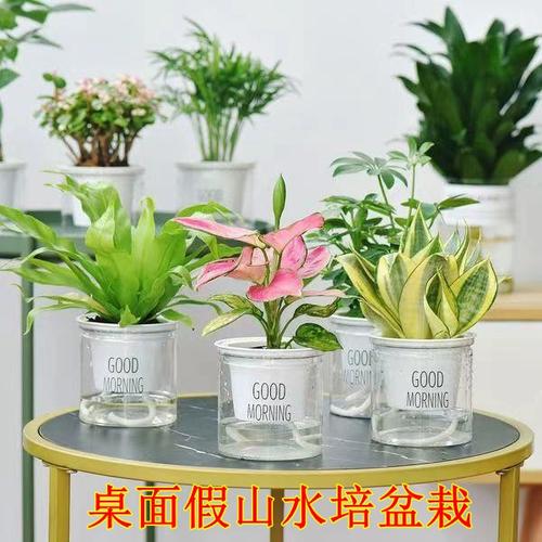 水培金虎几天能生根？-第2张图片-吾爱花网