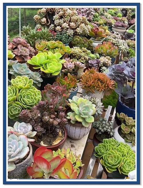 平湖市多肉花卉哪里有卖？-第1张图片-吾爱花网