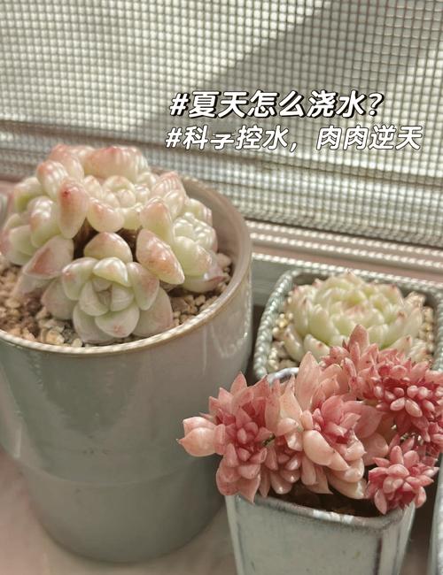 多肉刚上盘需要浇水吗-第1张图片-吾爱花网